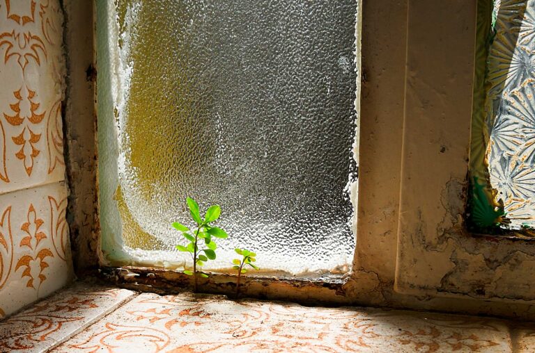A photograph of a small flower sprouting between bathroom tiles behind a closed window, titled "There is always hope"